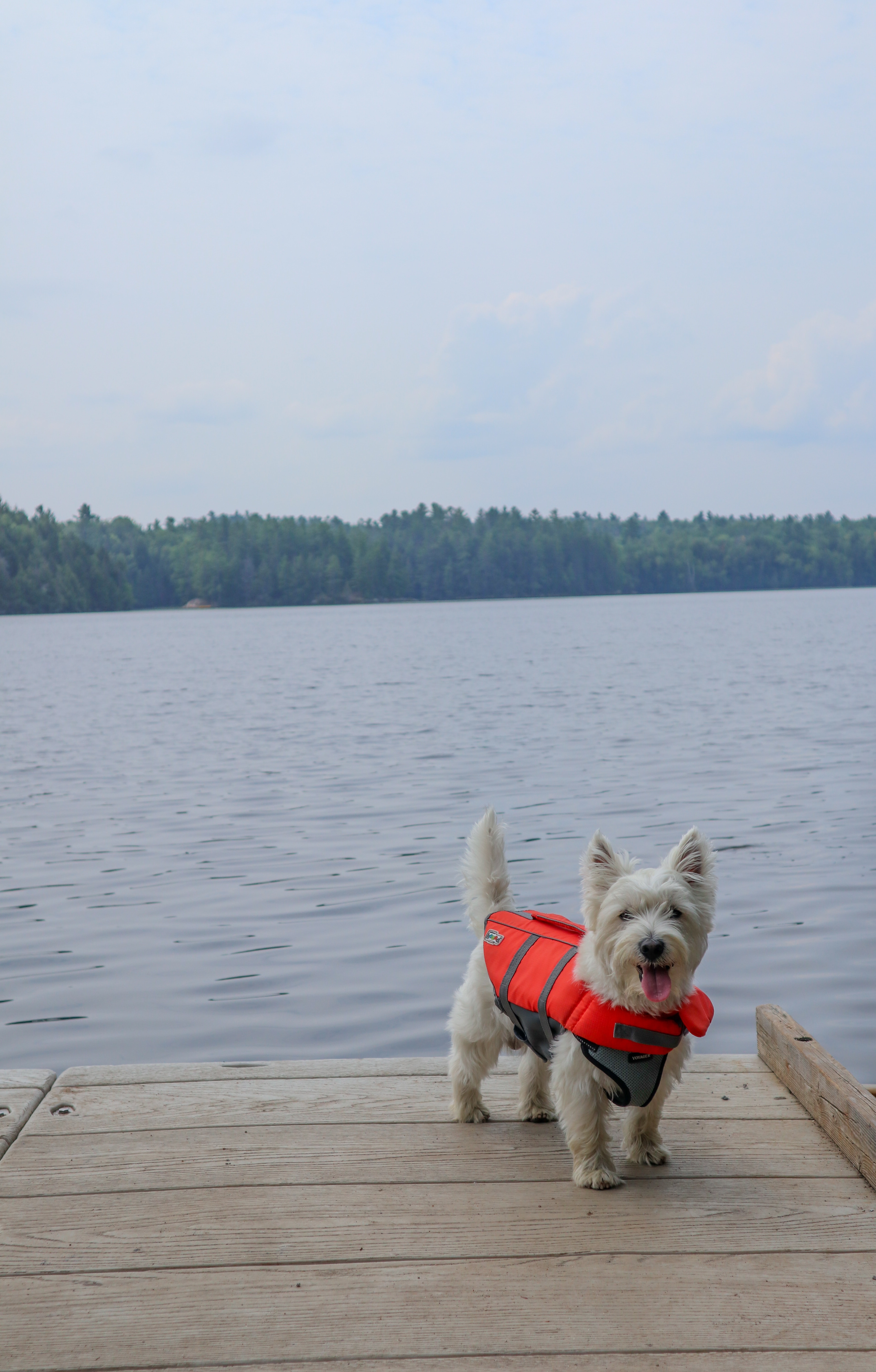 dog with a lifejacket